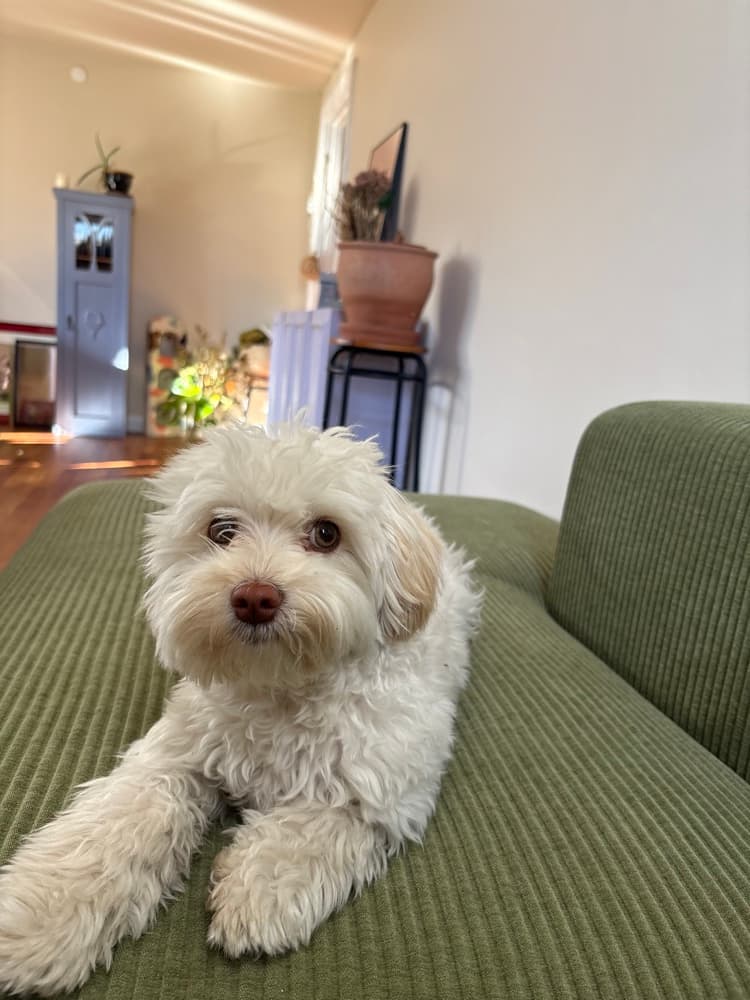 Familiens hund